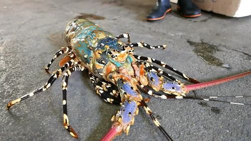 700元一斤彩虹龙虾和70元一斤小龙虾真的差很多吗