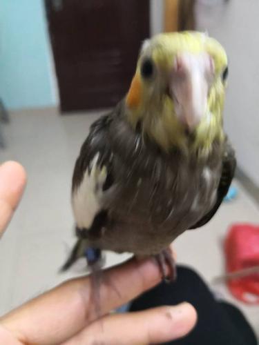 玄凤鹦鹉原始灰判断雌雄,看图?