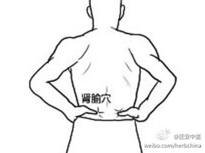 肾是人体最重要的脏腑之一,为先天之本.