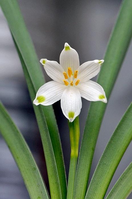雪片莲 leucojum vernum(snowflake)