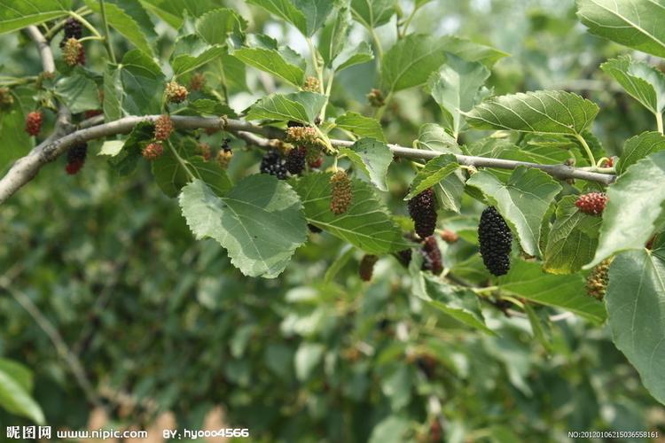 053 m 分辨率:72dpi尺寸:3888×2592像素 格式:jpg 颜色:桑树叶_桑树