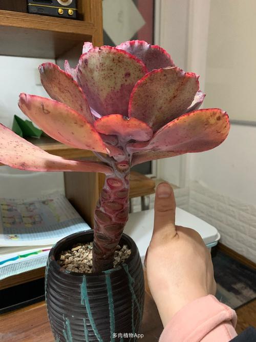 法国皇后,买回来就超级大.养了两年多了,除了变粗没啥变化.