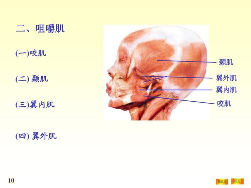 二,咀嚼肌 (一)咬肌 颞肌 (二) 颞肌 (三)翼内肌 翼外肌 翼内肌 咬肌
