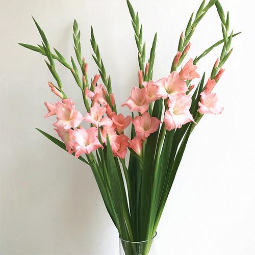剑兰鲜花云南花卉花束真花家用昆明花卉市场水养新鲜家庭插花