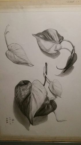 艺考前作业 全因素素描 线性素描 结合 叶子 树叶 写生