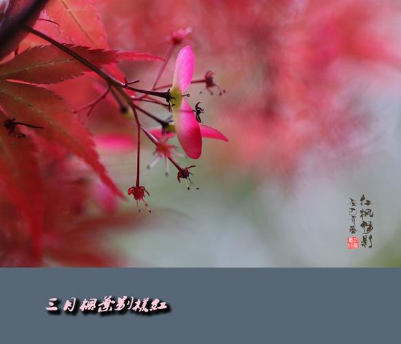 三月枫叶别样红