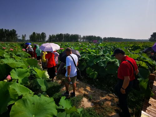 武汉旅游专列800余人赴平舆县蓝天芝麻小镇观光旅游开启蓝天芝麻小镇"