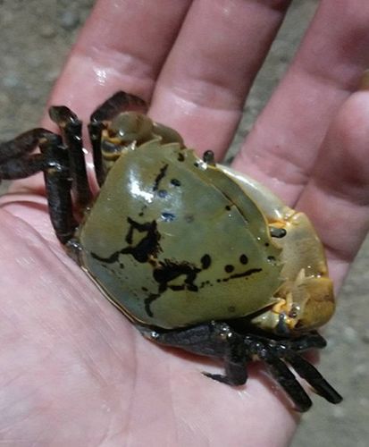 推荐紫罗兰束腰战溪蟹田蟹将军紫蟹淡水