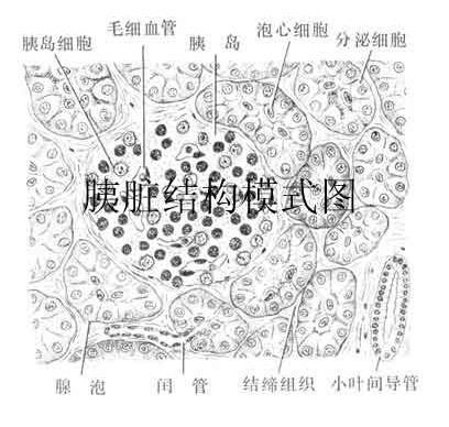 切片图没有找到,抱歉.