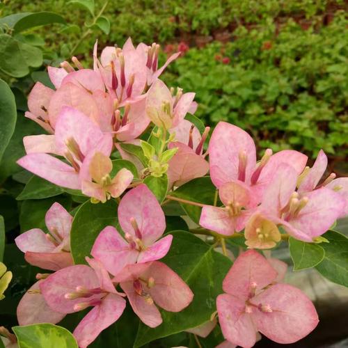 勤花三角暗斑五宝耐寒爬藤植物阳台四季开花花卉