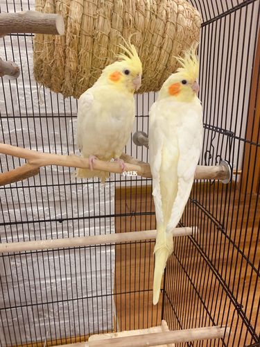 玄凤鹦鹉尾巴老爱断怎么办