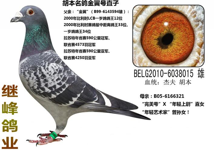 胡本名鸽金翼号直子