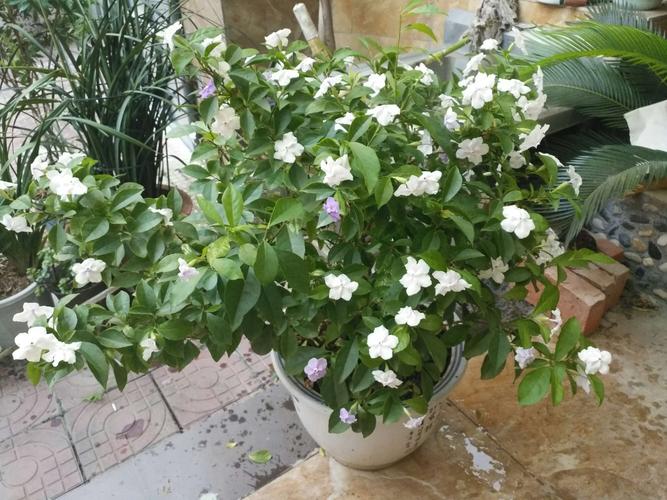 一年365天中,我春夏秋冬四季盛开的小花花集锦…… 制作:鄢成立 2018