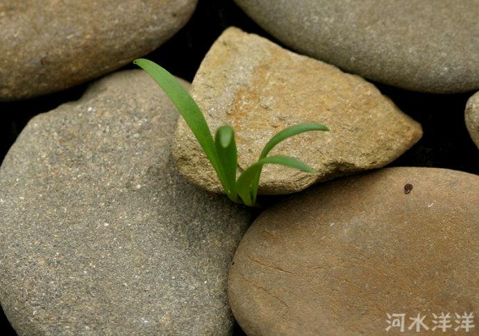 因为种子的包装袋上写着发芽要14-21天,我还想等时间差不多了把石头