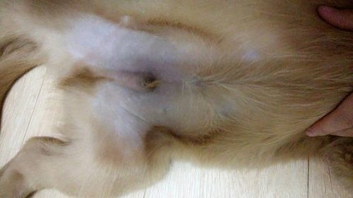 小狗狗如何分辨公母