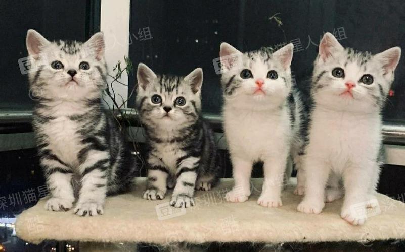 美短虎斑加白起司猫美短幼猫家养美国短毛猫找新家