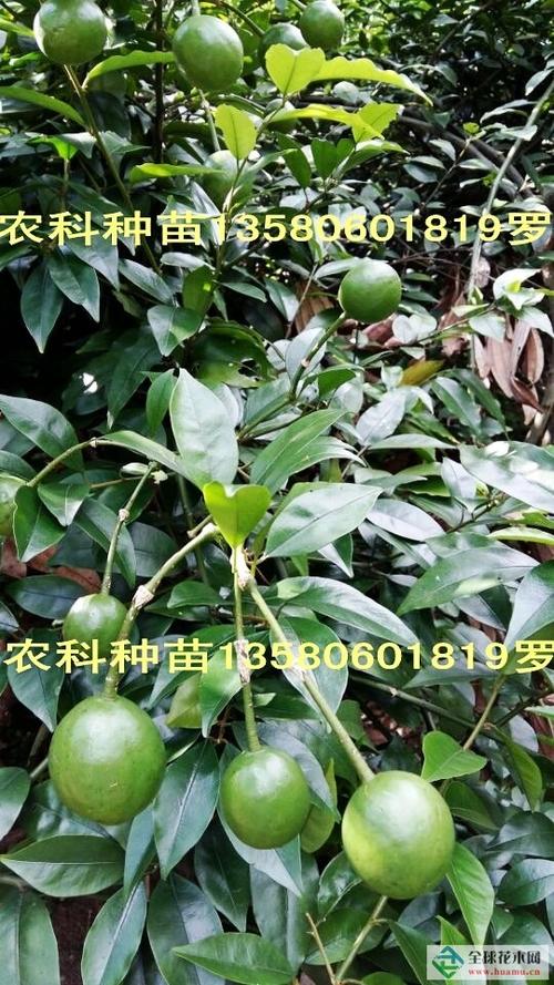 供屈头鸡种苗,屈头鸡鲜果,屈头鸡种子