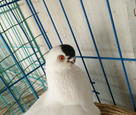 精品小嘴白小嘴点子 公母都有 还有幼鸽