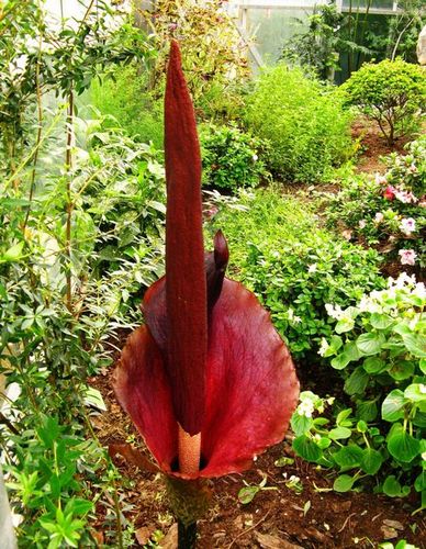 魔幻神奇之花魔芋花