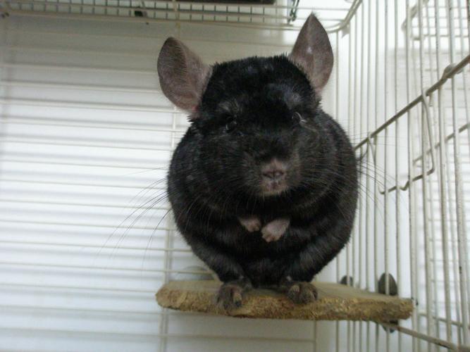 【深黑色龙猫多少钱】深黑色龙猫品种介绍及外形特征