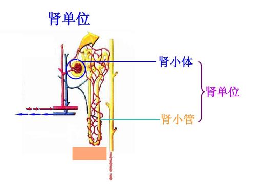 肾单位 肾小体 肾单位 肾小管
