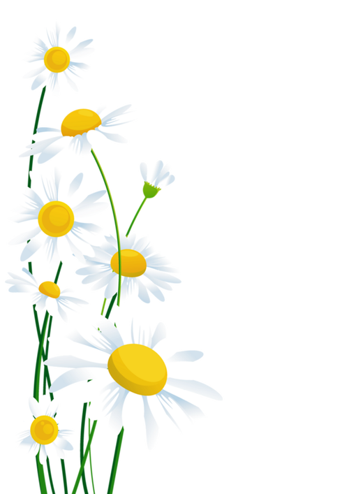小雏菊 png