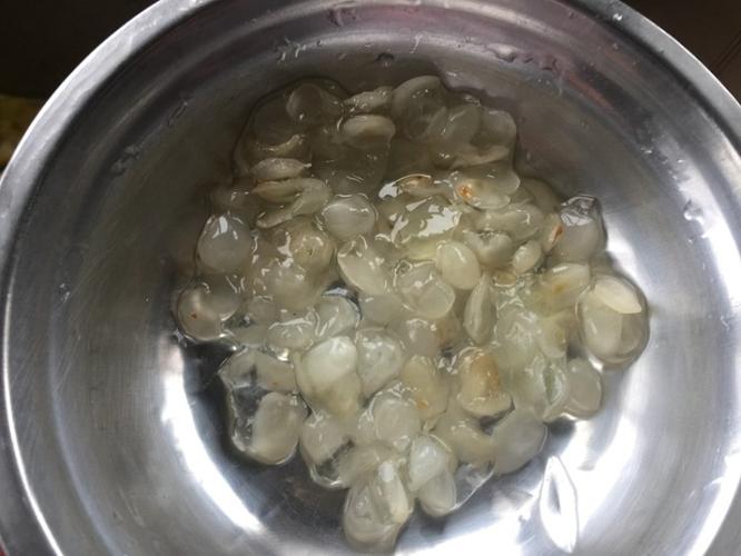 皂角米提前12小时泡发