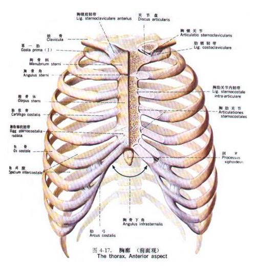 中医将肋软骨炎列为"胸肋骨痹"的范畴.