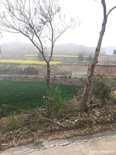 农村早晨的山上空气有多新鲜,你们去过没?