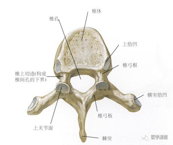 填图题 | 第六胸椎解剖( 上面观)