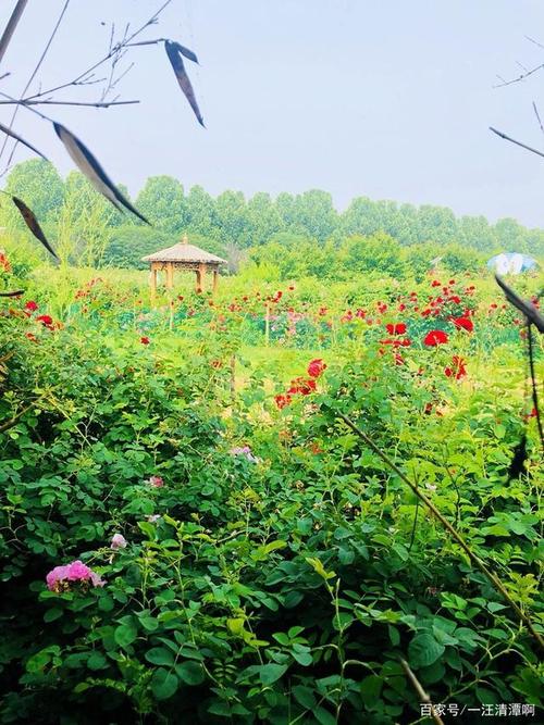 郑州——玫瑰庄园