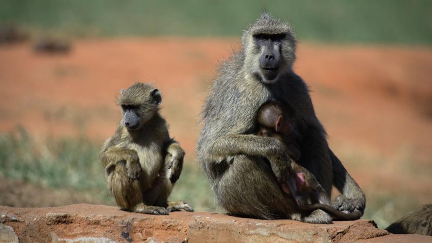 山上的野生猴子图片大全(6/10)