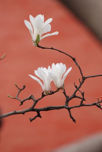 颐和园·玉兰花