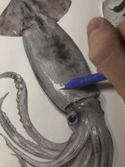 教你画一条非常写实的墨鱼