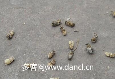 蜜蜂受小螨危害的图片