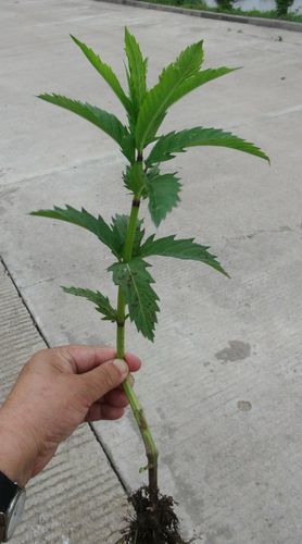 日月峡中草药:泽兰