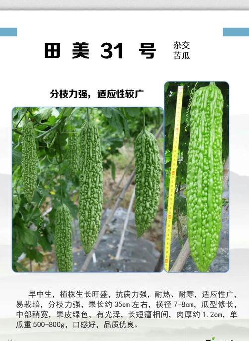 高端苦瓜好品种都在这