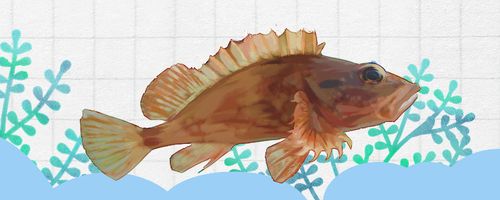 虎头鱼有毒吗哪里有毒