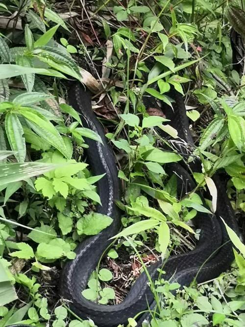 偶遇峨眉山上巨大的乌梢蛇