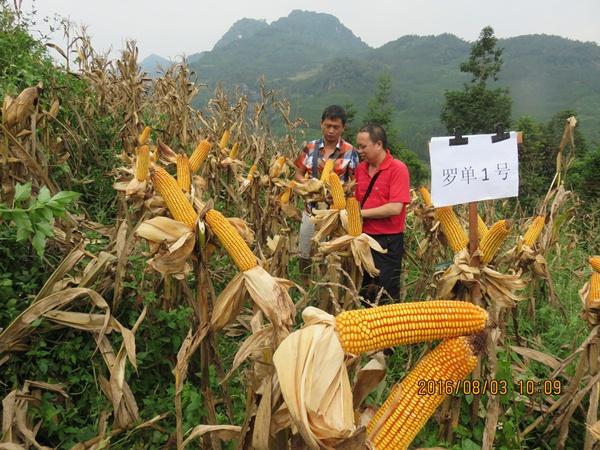 云南河口县农技局种子站引进玉米新品种试种成功