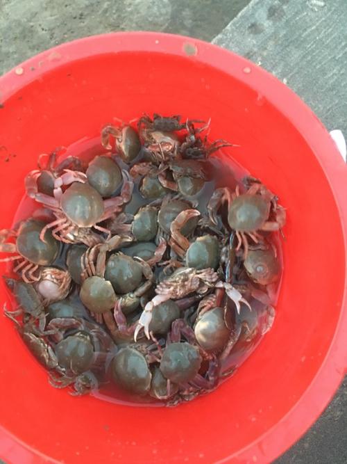 我在上海奉贤海滩抓了很多这种螃蟹,可是查不出这是什么蟹,请问有知