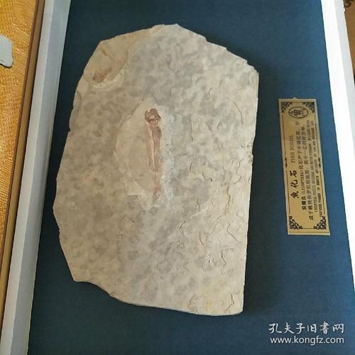 中国辽西古生物化石