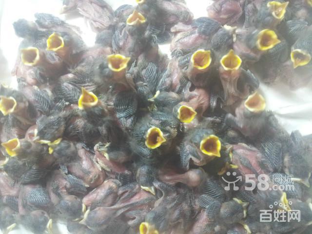 河南红子鸟雏子鸟4月27到货了