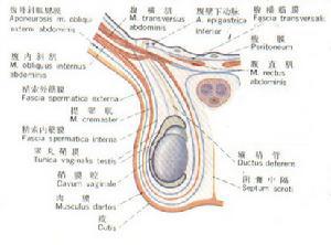 睾丸生殖结构图