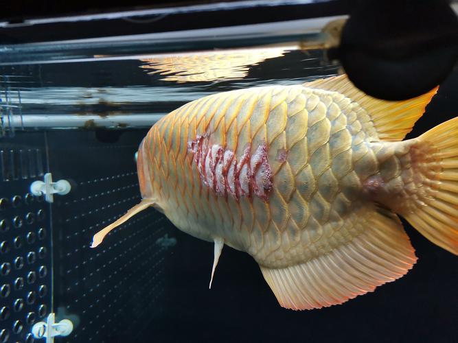 龙鱼细菌性融鳞伴随烂身及好转过程