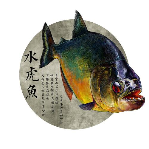 海鲜食材 系列之 ——水虎鱼 未完待续