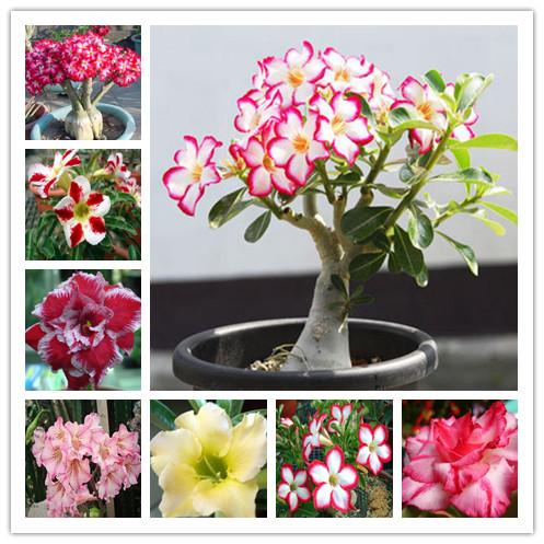 桂之苑沙漠玫瑰春季夏季秋季非常容易盆景