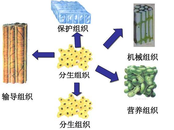 保护组织 机械组织 分生组织 输导组织 营养组织 分生组织