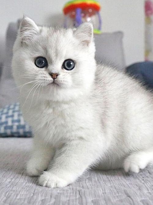 幼猫纯种英短蓝白蓝猫银渐层短毛布偶猫活体宠物猫咪