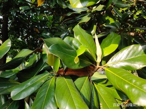 椭圆形的叶子白色花瓣,夏日一老一树白荷香.